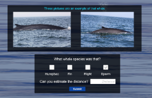 image of the whale identification screen from the game